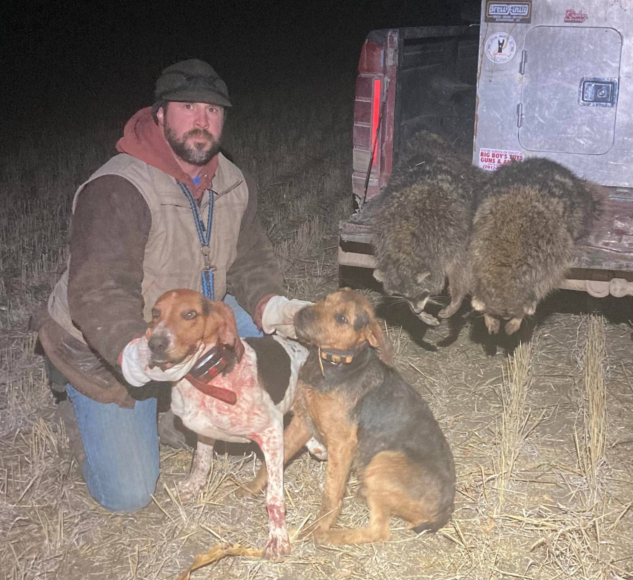 Raccoon sales hunting dogs